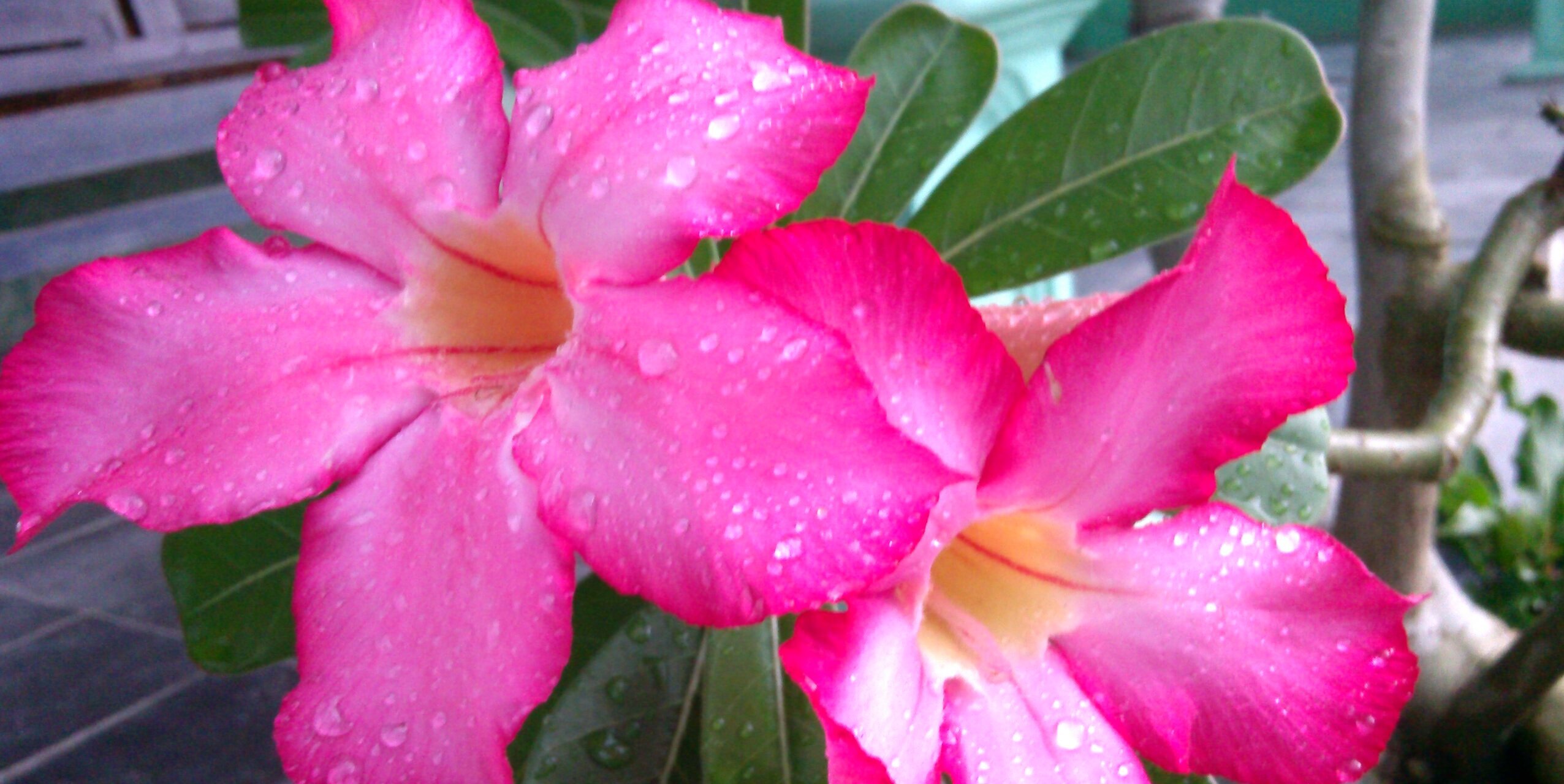meg_irda's profile banner image