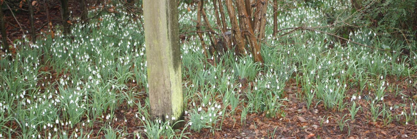 de gewone man © banner