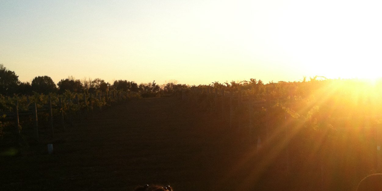 samanthaross's profile banner image