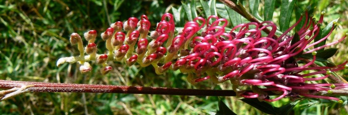 Harrier Birdwing banner