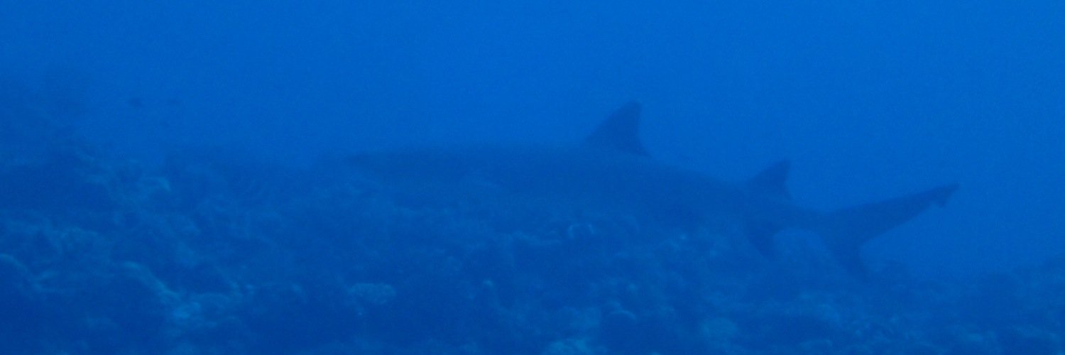Bluena Shark banner