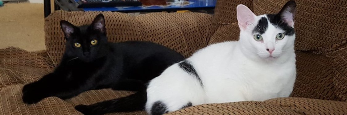 Stacy Lynn W-F banner