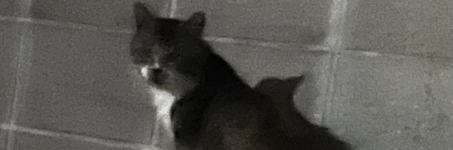moneko0423's profile banner image
