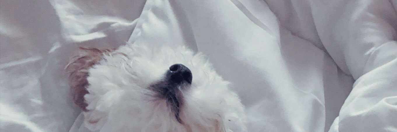 ashongdoll's profile banner image