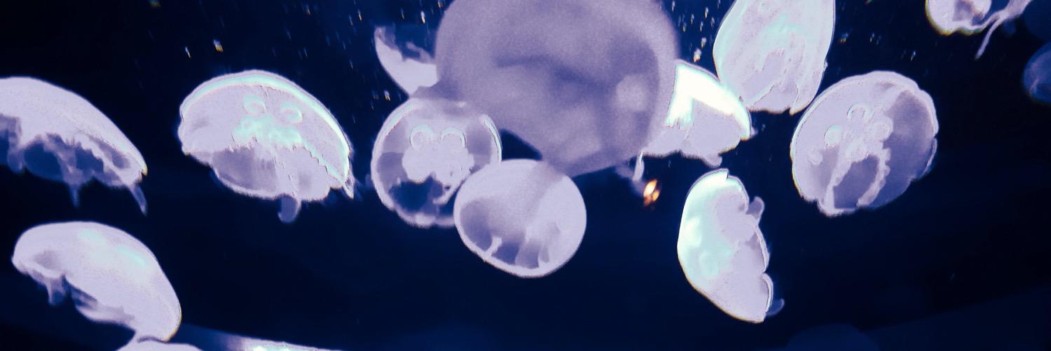 fawnriffel's profile banner image
