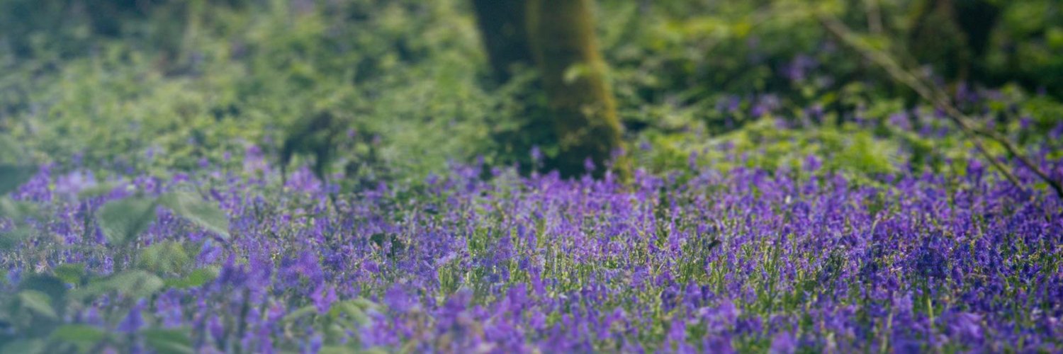 NickwickPapers's profile banner image