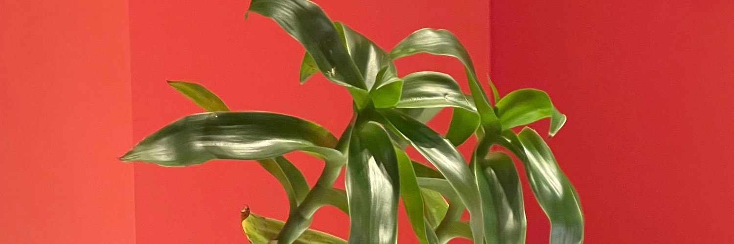 DatWallflower's profile banner image