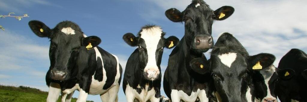dairywater's profile banner image