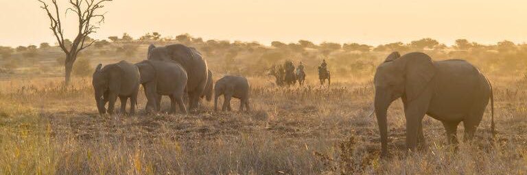RhinoGenetics's profile banner image
