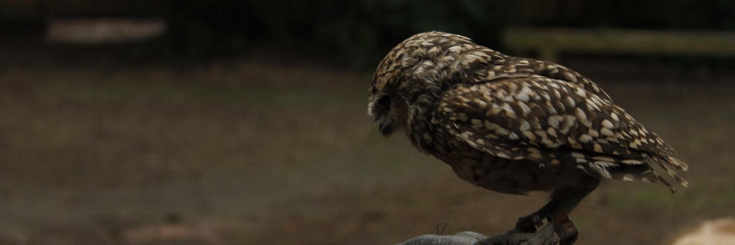 feathersrain's profile banner image