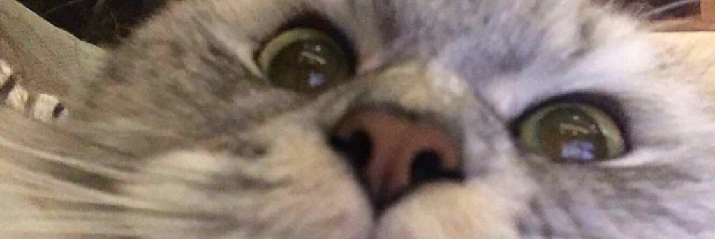 evandelrosario's profile banner image