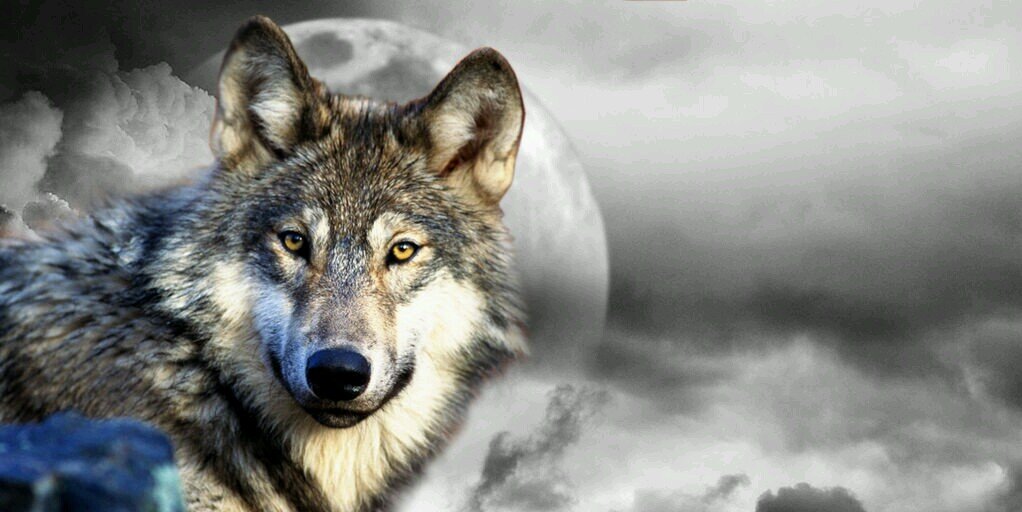 justwolfy's profile banner image