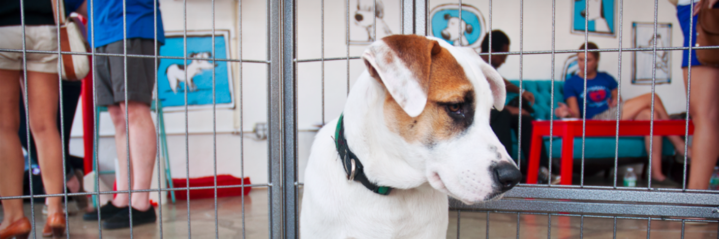 BarkBuddy's profile banner image