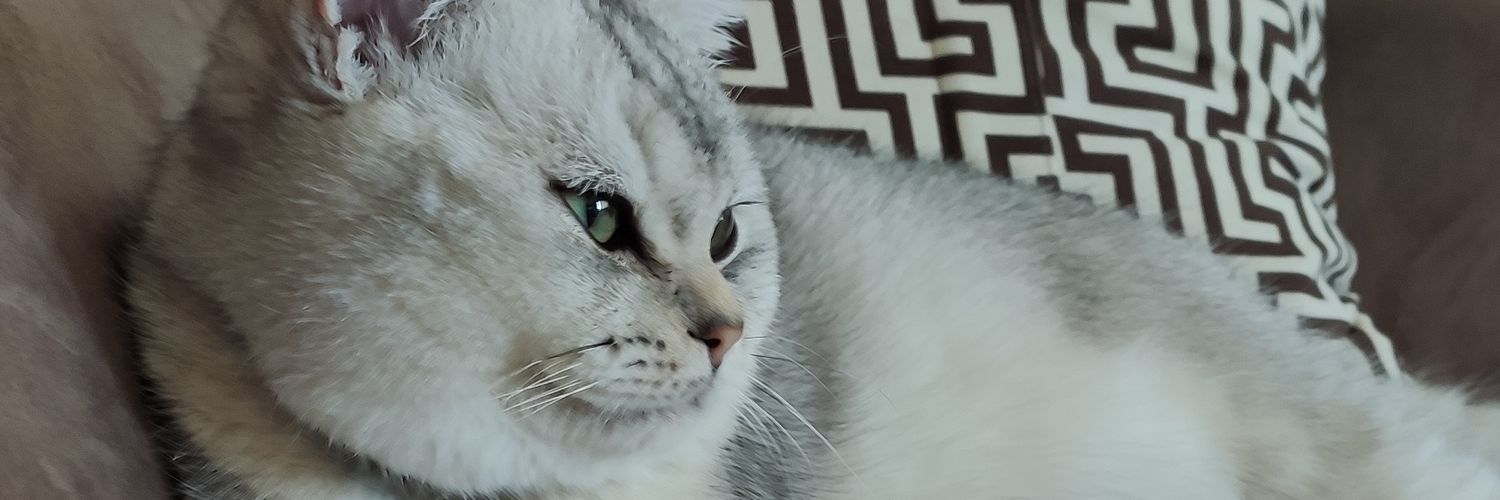 vetebruu's profile banner image