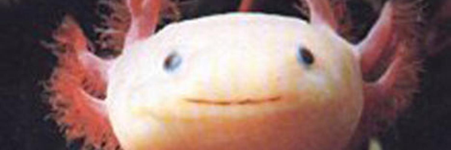 Rafocasfds's profile banner image