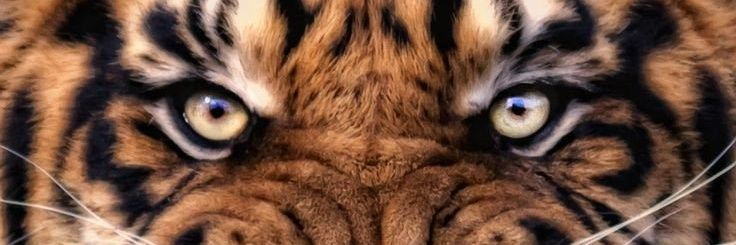 Aktivis Senyum banner