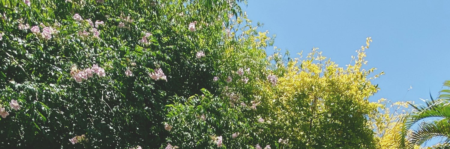 ArianaStanchef1's profile banner image
