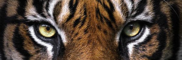 feltscher's profile banner image