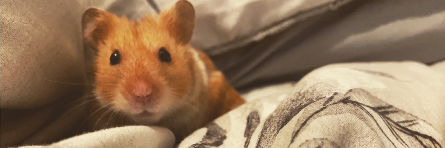 amyjoanneox's profile banner image