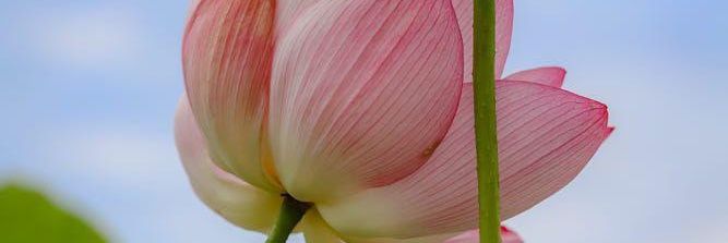 Mrs_Ameen's profile banner image