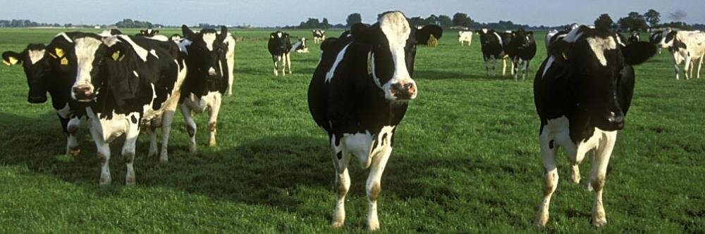 NephrologyCow's profile banner image