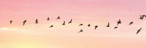 Bobbi banner