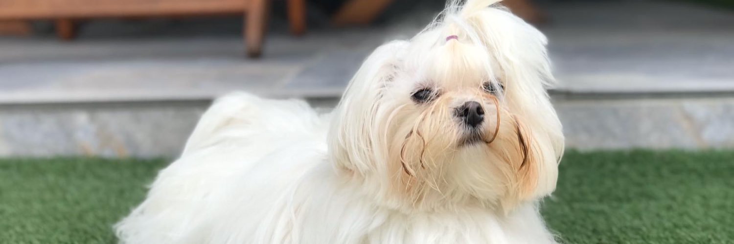 MariaJCarrilloS's profile banner image