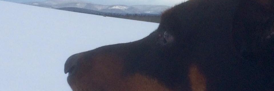 laemmings's profile banner image