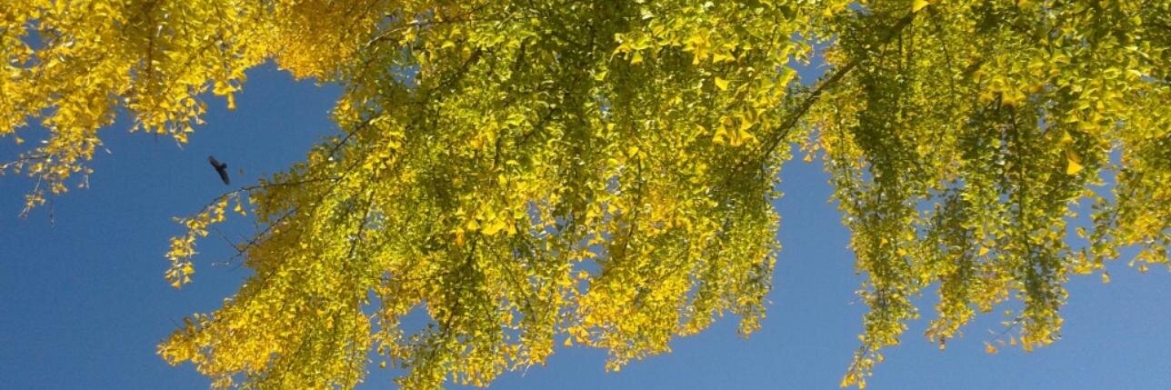 Dr Viviane Pons banner