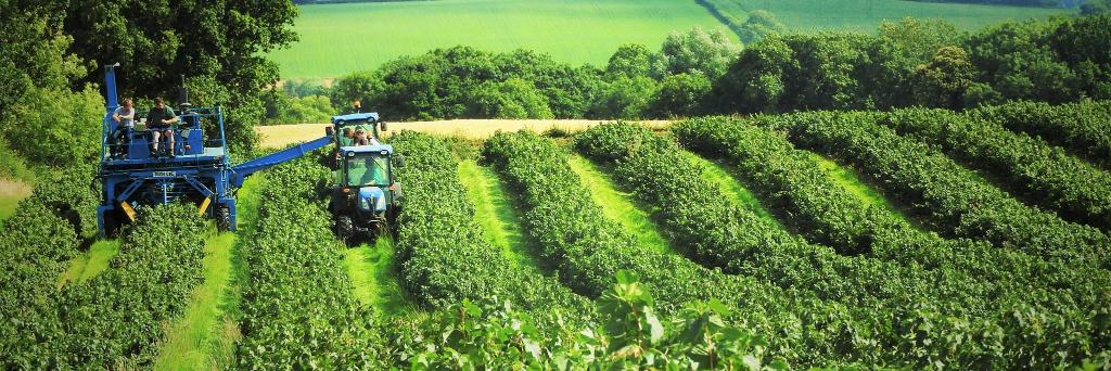 Shobdon Village banner
