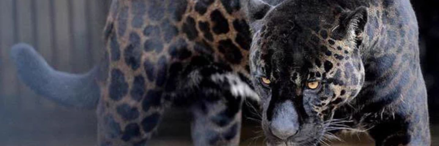 frenchmorrell's profile banner image