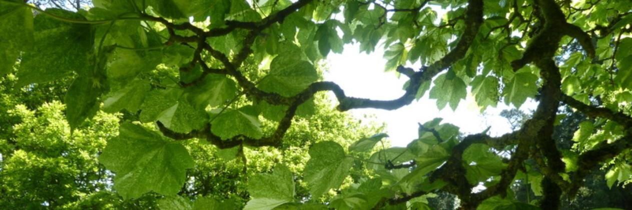 foligram's profile banner image