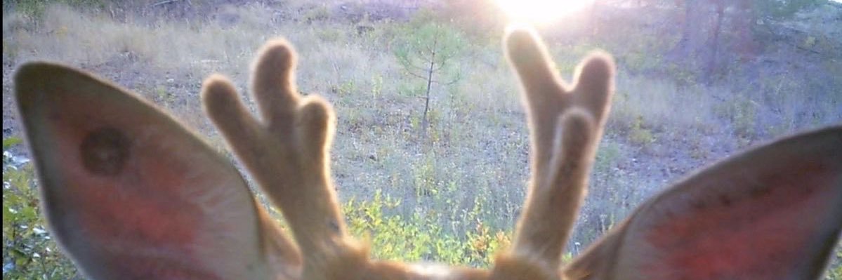 hellisax's profile banner image