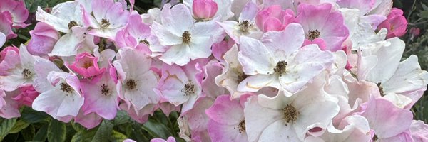 lindalassman Profile Banner