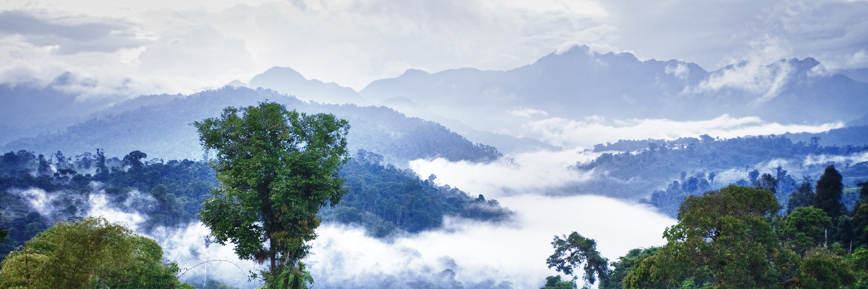 Pacari_USA's profile banner image