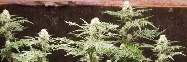 oiltrsh Profile Banner