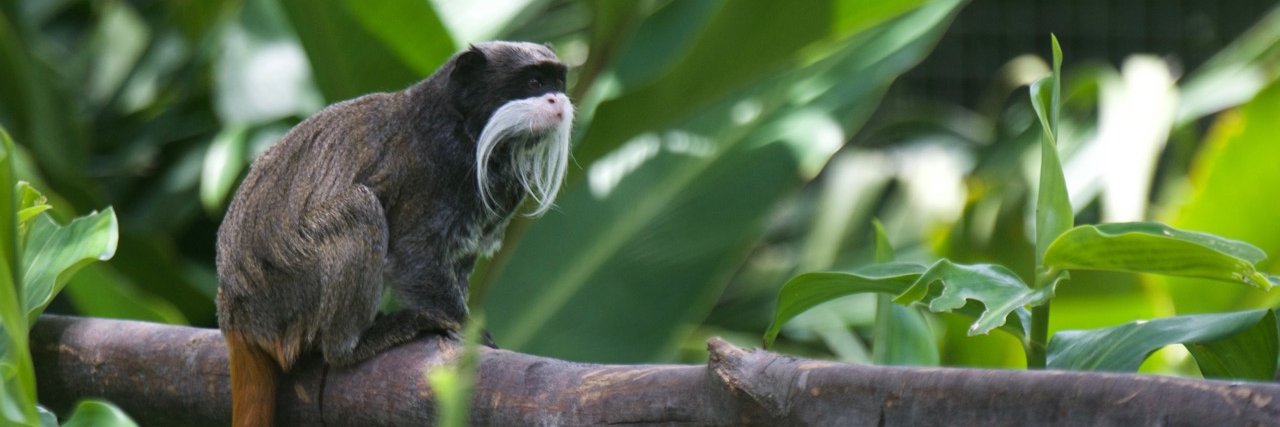ZoodeMartinique's profile banner image