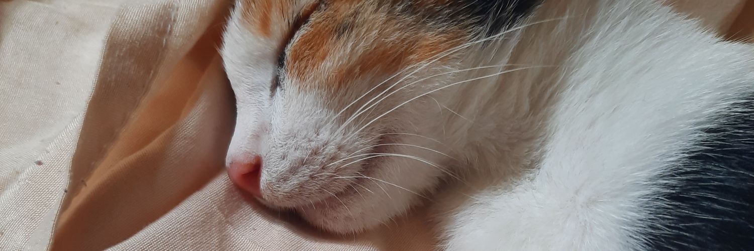 maajooog's profile banner image