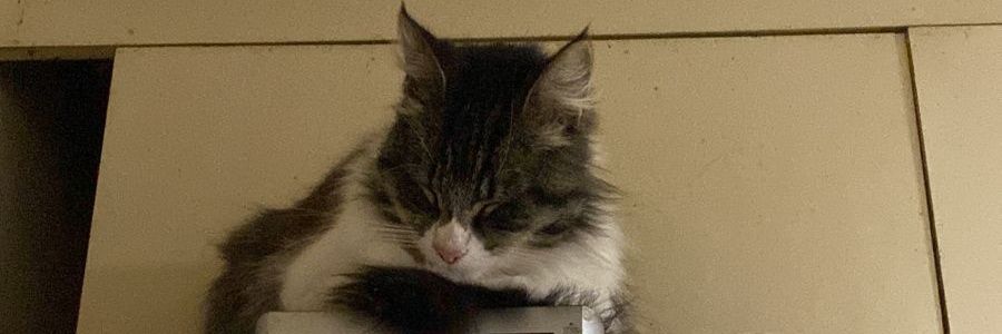 rammcin's profile banner image