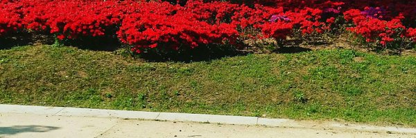 songdo101 Profile Banner