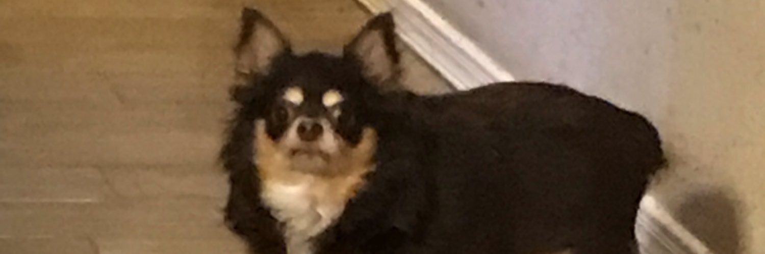 SandyPadandy's profile banner image