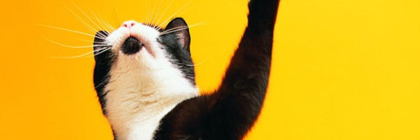 maggrega's profile banner image