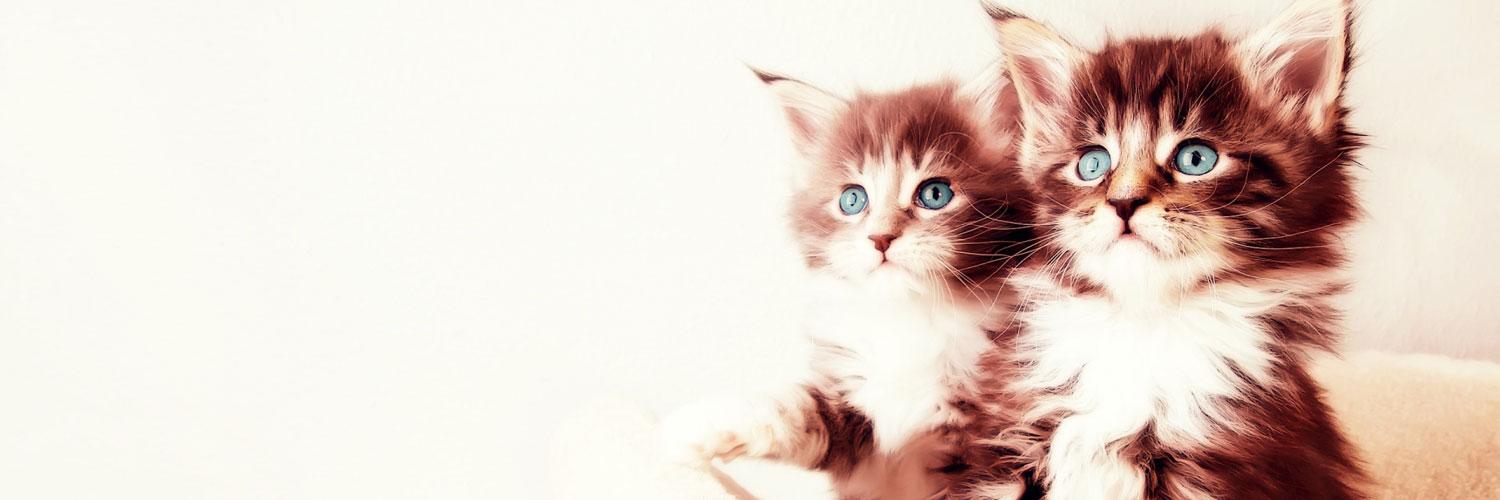 AdSecret's profile banner image