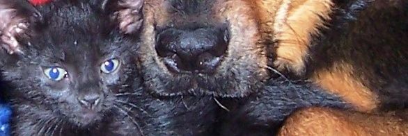 apella53's profile banner image