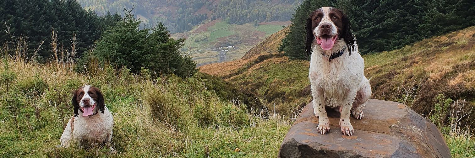 welshie29's profile banner image