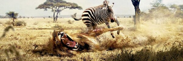 ZebraRegenbogen Profile Banner