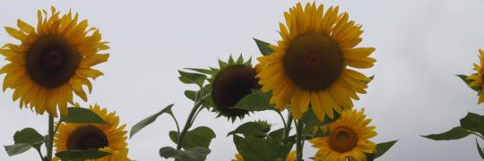 haileybaluyut's profile banner image