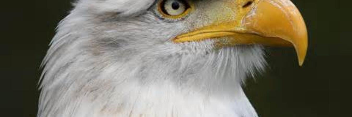 PRADEEPKHICHAR4's profile banner image