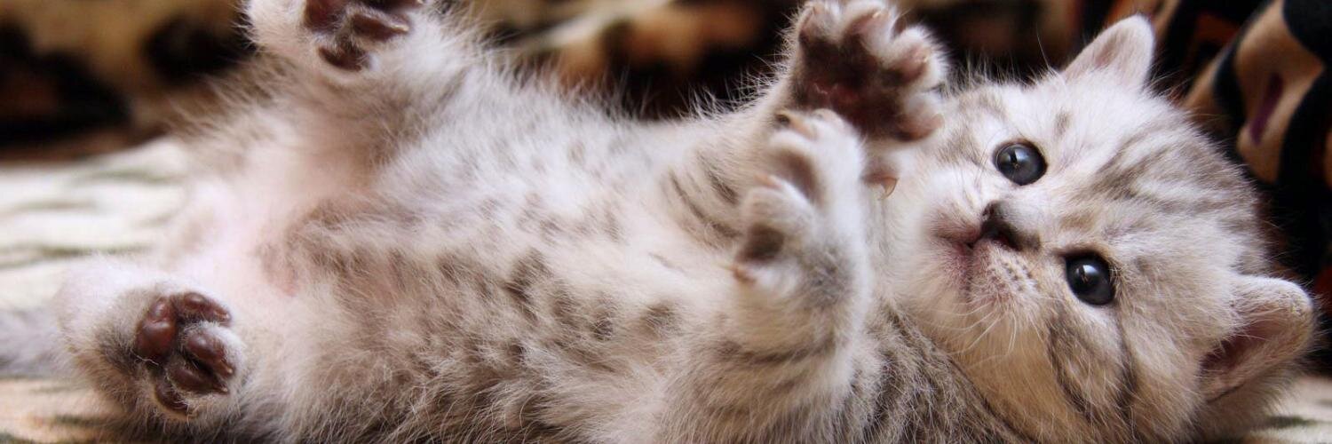 KittehCoinChina's profile banner image