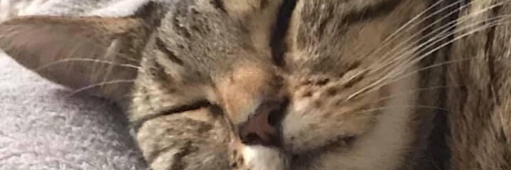 cathloubrown's profile banner image